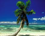 lone palm seychelles